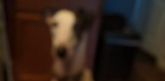 Keto Fried Chicken Tenders Keto Fried Chicken Tenders